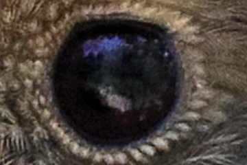 Olive Whistler Eye